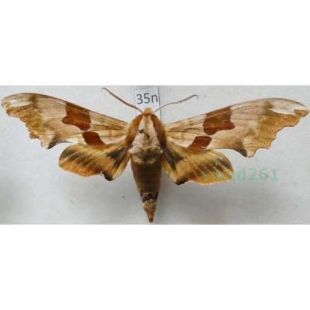 Mimas tiliae (Linnaeus, 1758) Nastrosz lipowiec Poland35n